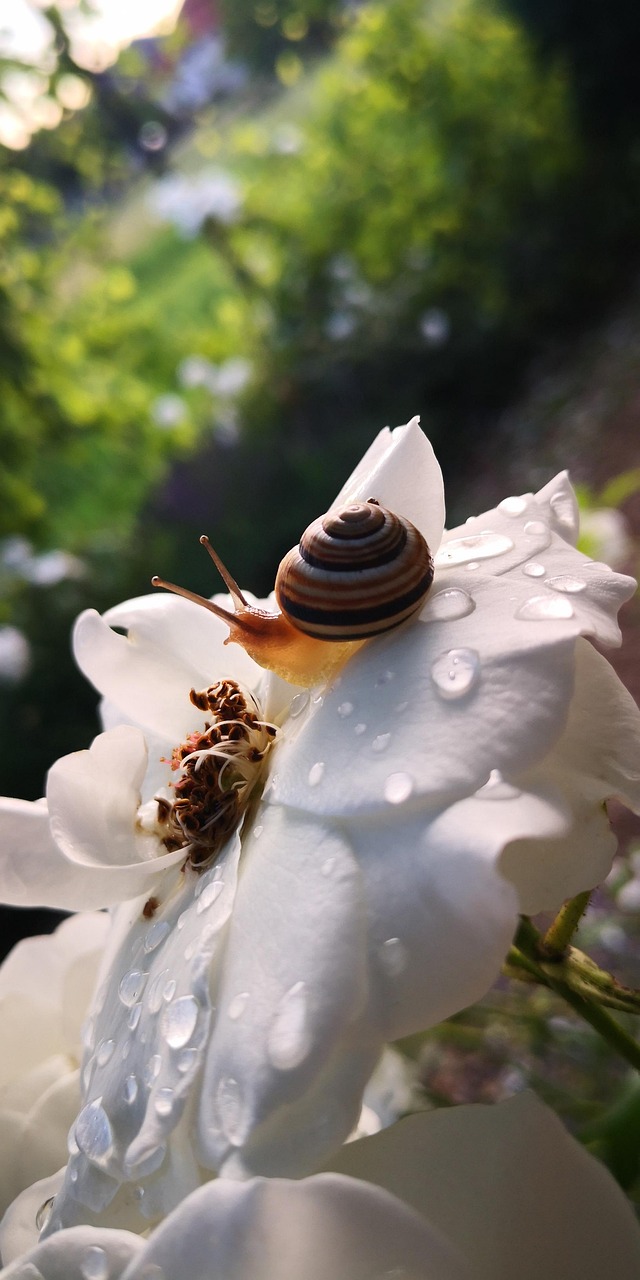 Escargot Rose Jardin Goutte De - Photo gratuite sur Pixabay - Pixabay