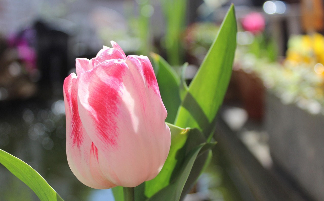 Fleur Nature Agréable - Photo gratuite sur Pixabay - Pixabay