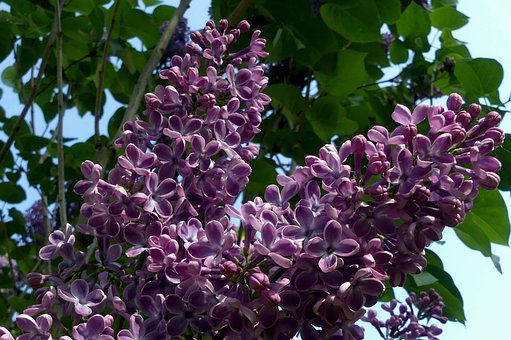 Lilás, Árvore Lilás, Flores