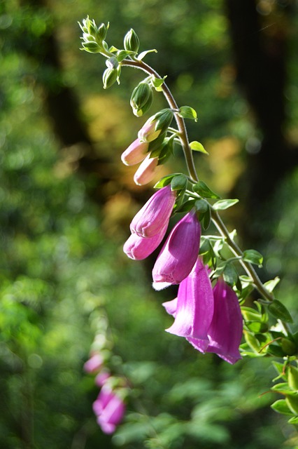 Free Flowers Bell photo and picture