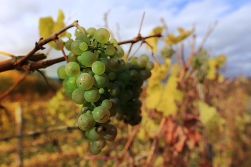 Wijn, Val, Liaan, Plant, Fruit, Natuur