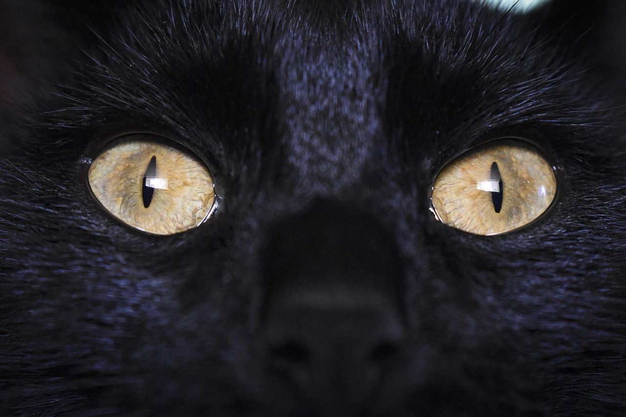 3,000+ Free Black Cat & Cat Images - Pixabay