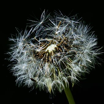 Free Flower Dandelion photo and picture