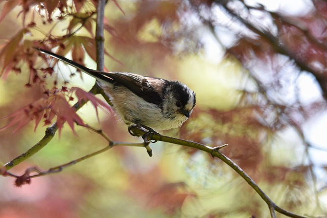Tier, Wald, Natur, Holz, Vogel