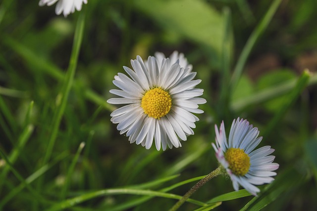 Free Daisy Flower photo and picture