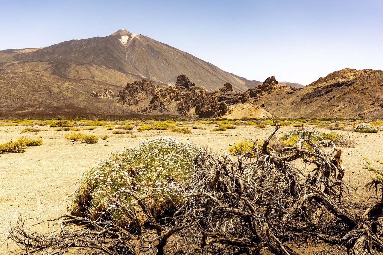 Desert Tenerife Cactus - Free photo on Pixabay