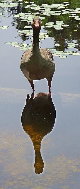 Free Goose Look At photo and picture