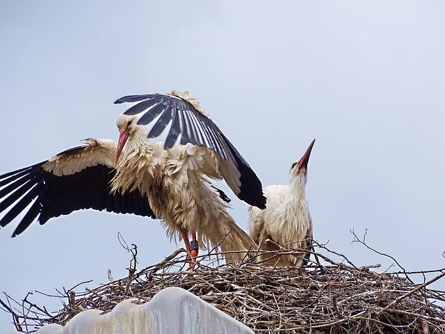 Free Stork Nature photo and picture