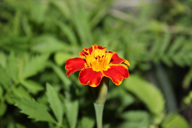 Free Flower Bud photo and picture
