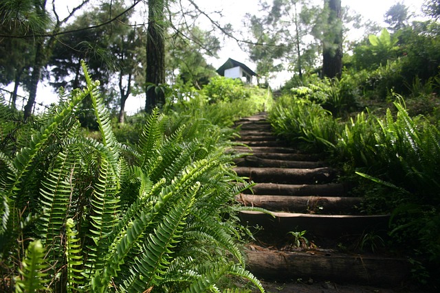 Free Steps Volcano photo and picture