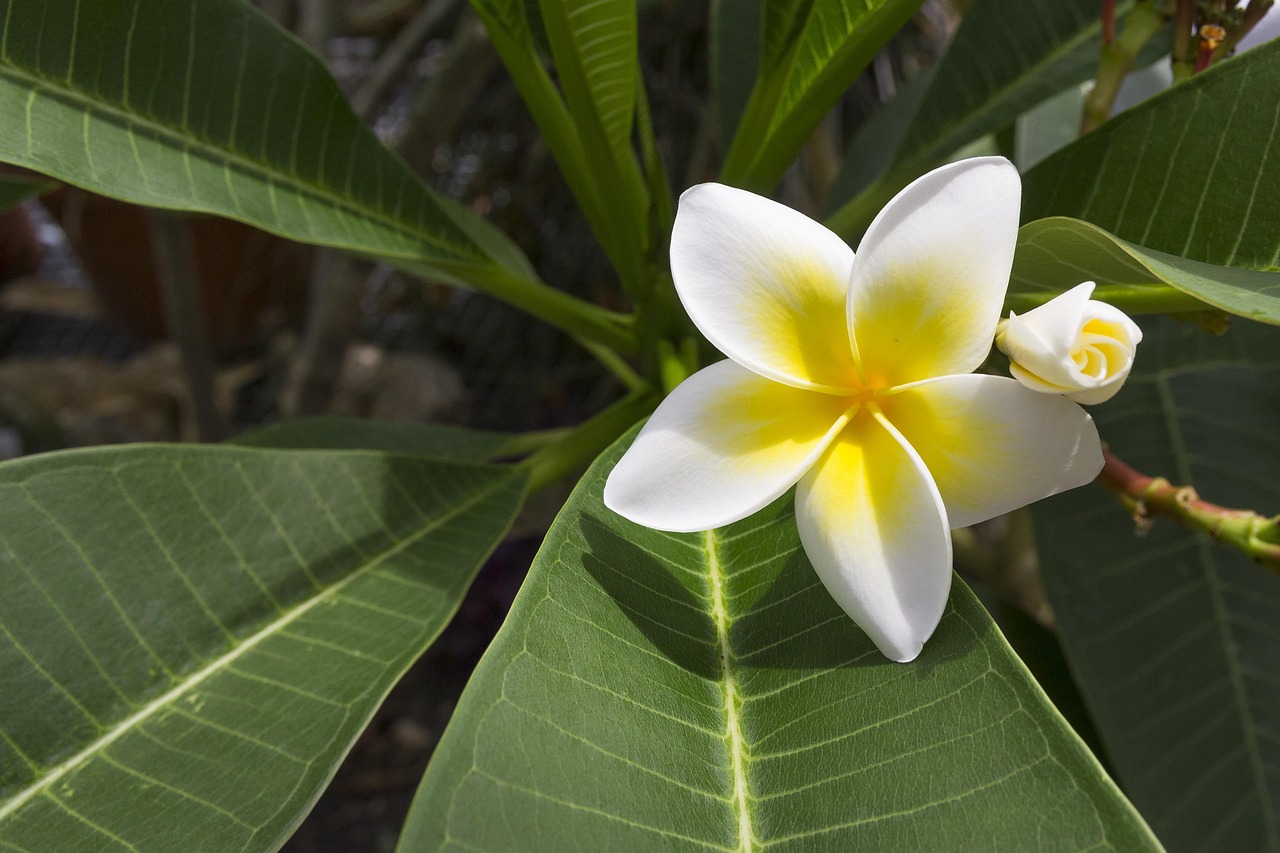 Flower - free online jigsaw puzzle photo