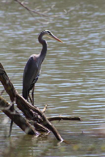 Free Heron Bird photo and picture