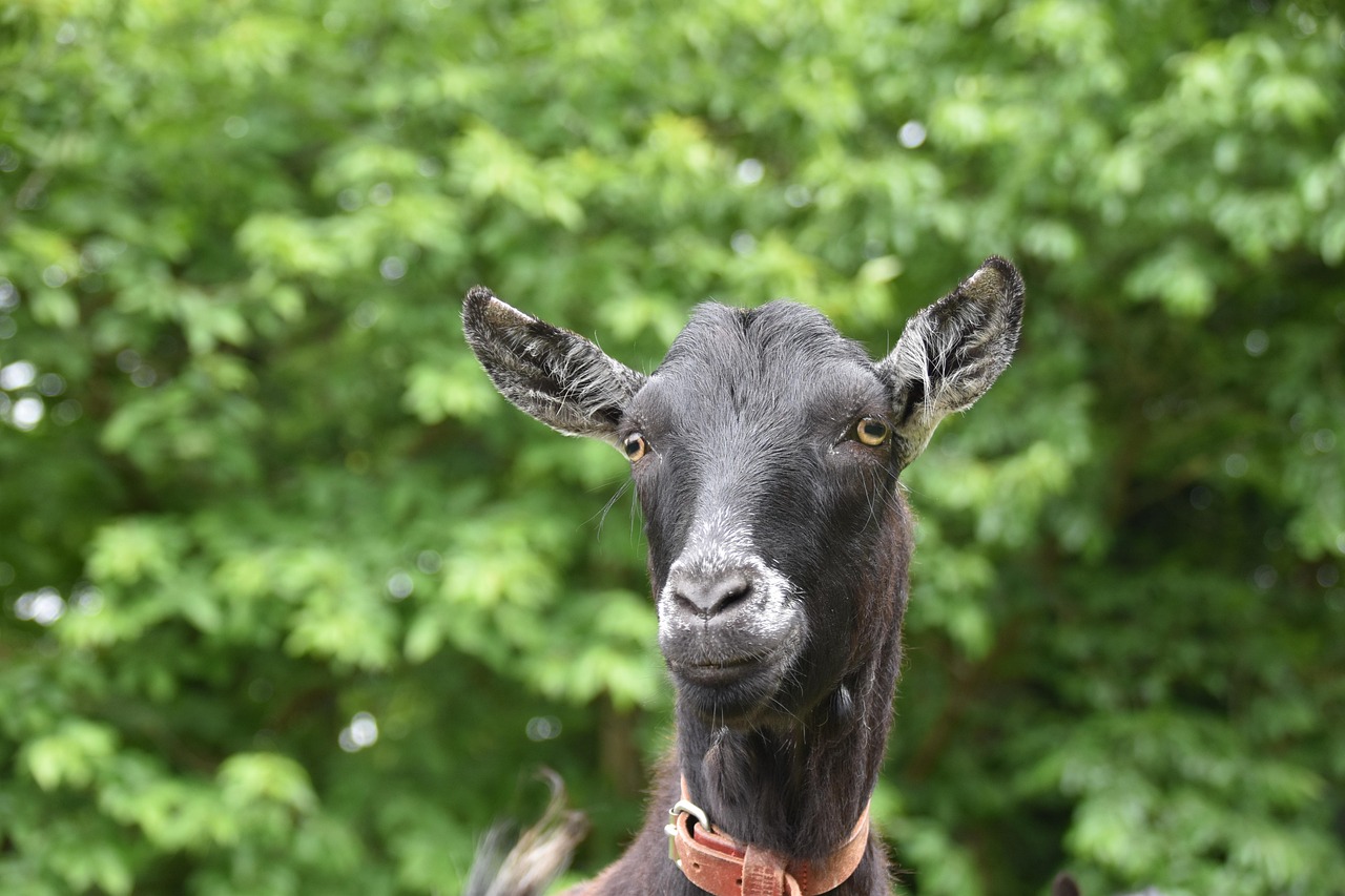 70,000+ Free Black Goat & Goat Photos Pixabay
