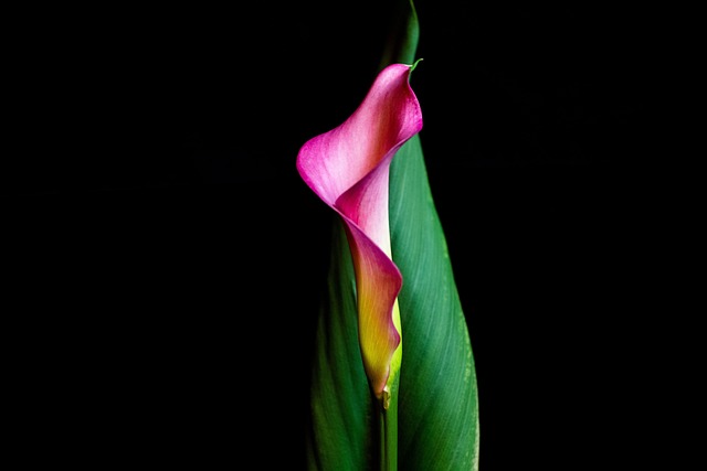 Free Flower Bloom photo and picture