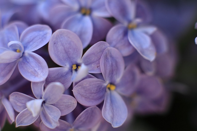 Free Lilac Purple photo and picture