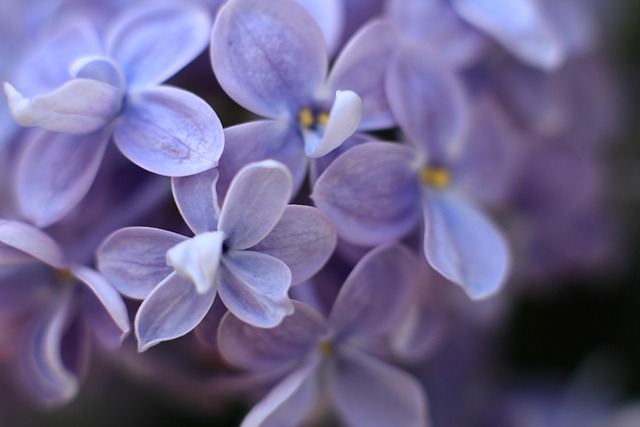Free Lilac Purple photo and picture