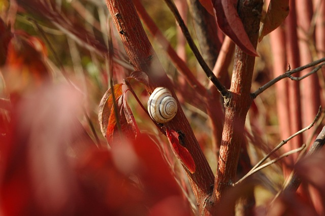 Free Snail Autumn photo and picture