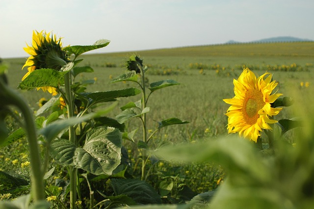 Free Sunflower Sunflowers photo and picture