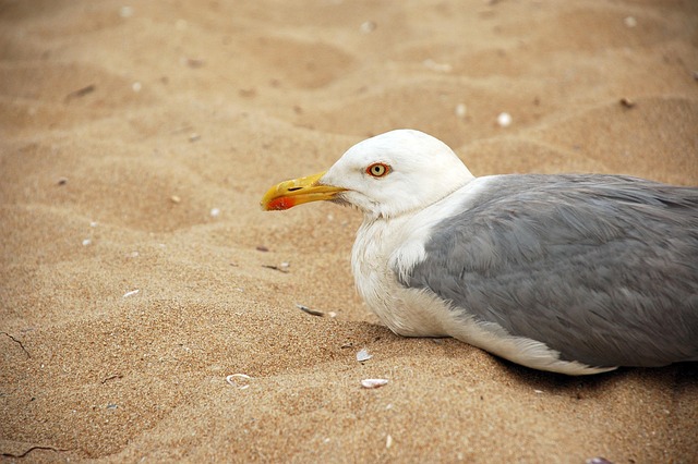 Free Seagull Beach photo and picture