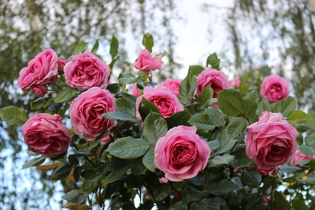 Pitoraize Rouses Rosier Zierrose Rouge Des - Photo gratuite sur Pixabay - Pixabay