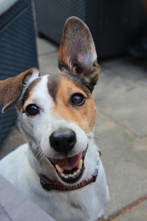 Jack Russel Dog - Free photo on Pixabay