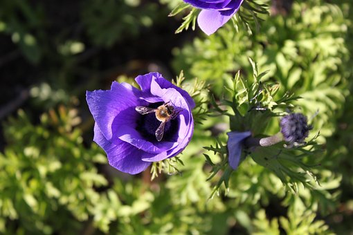 Bi, Pollen, Blomst, Blomstre