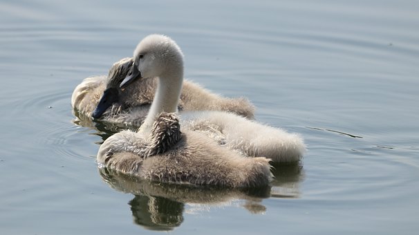 10 Free Swan With Young Boy Dancer Images Pixabay