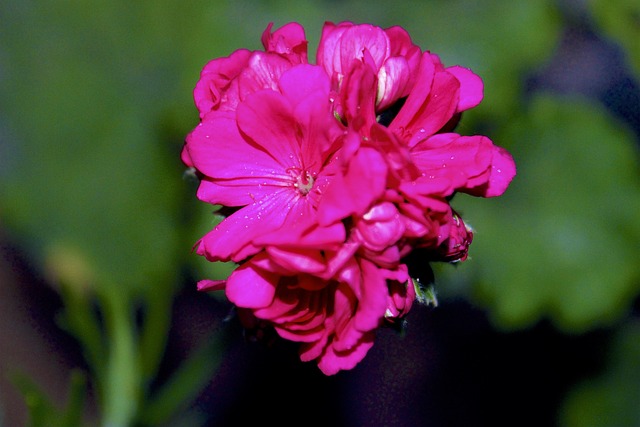 Flor, Maroc, Marrocos