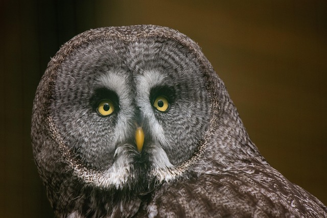Tiere, Vögel, Zoo, Natur, Eule, Vogel