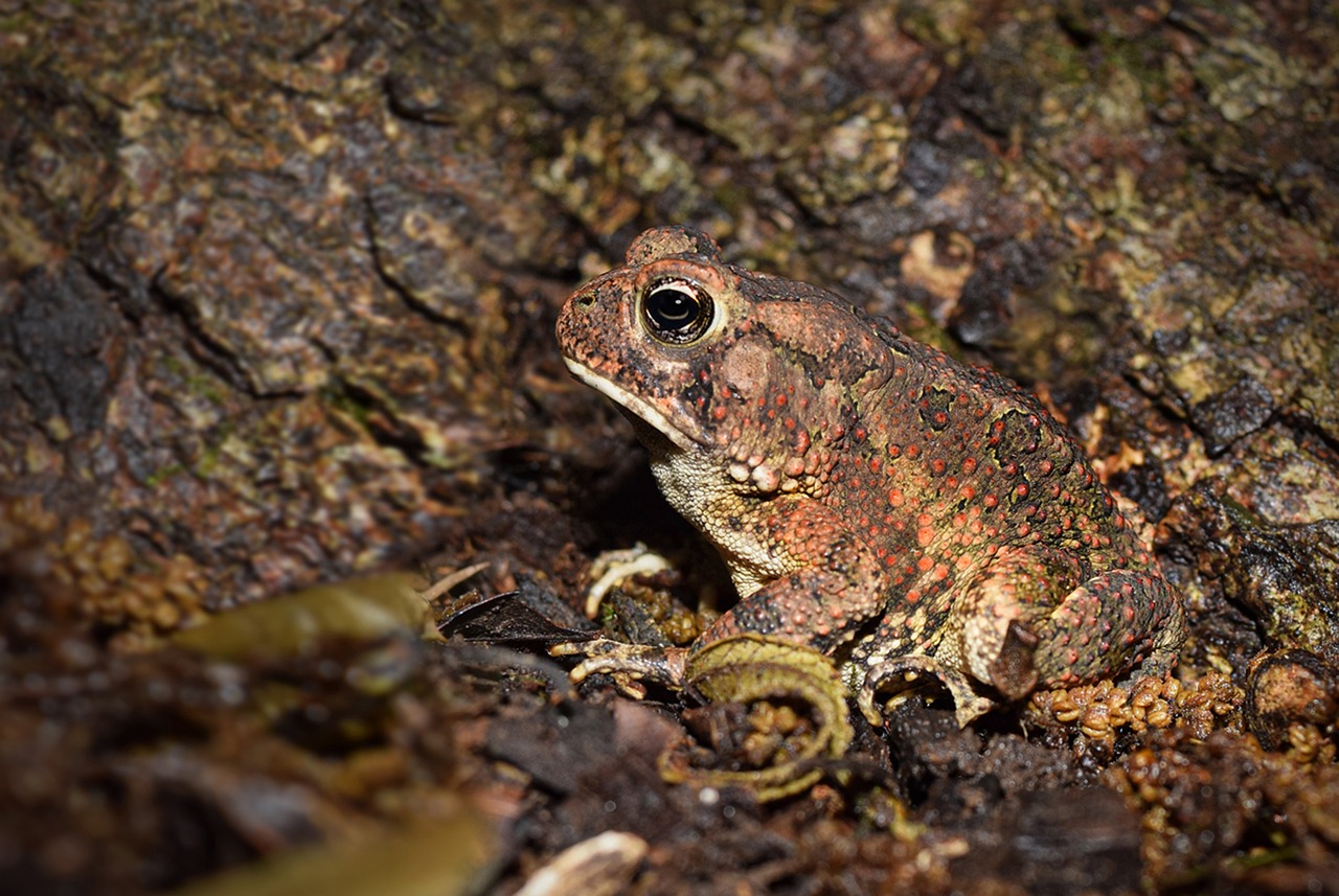 Toad Nature Frog - Free photo on Pixabay - Pixabay