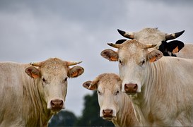Ankolecows 踝关节牛 长角牛 - Pixabay上的免费照片