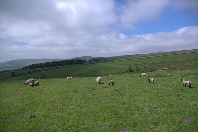 Vereinigtes Königreich, Wiese, England