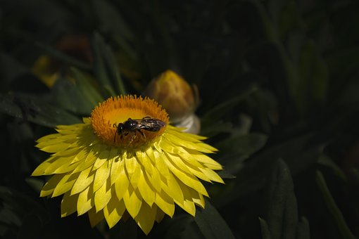 Biene, Blume, Insekt, Blüte, Pflanze