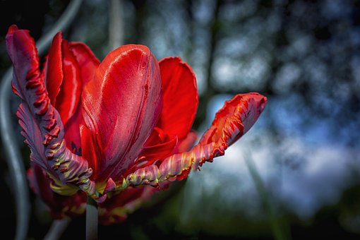 Blume, Rot, Blühen, Farbe, Schöne Blumen
