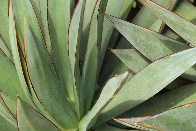 Free Succulents Plants photo and picture