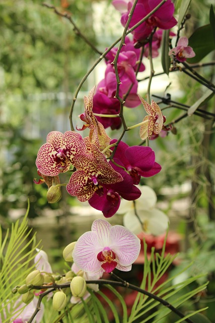 Free Orchid Flowers photo and picture