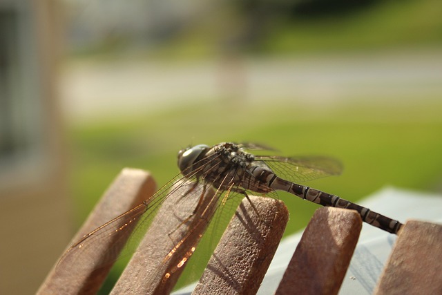Free Dragonfly Macro photo and picture