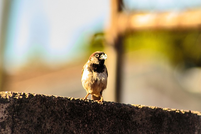 Free Sparrow Coastline photo and picture
