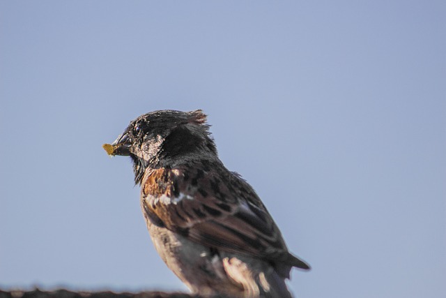 Free Sparrow Coastline photo and picture