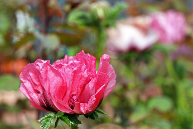 Amapola Rosa Rosado - Foto gratis en Pixabay - Pixabay