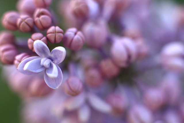 Free Lilac Purple photo and picture