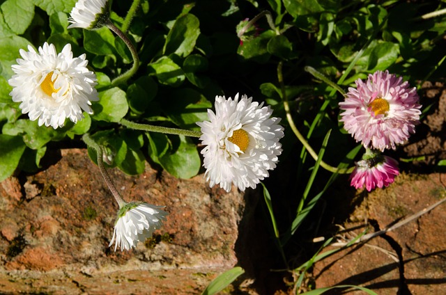 Free Flowers Flower Bed photo and picture