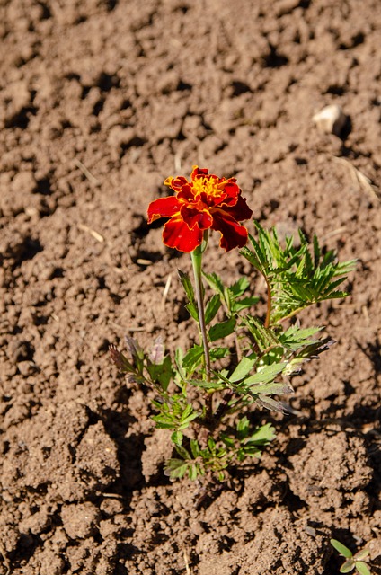 Free Flowers Flower Bed photo and picture