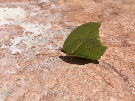Sommerfugl, Gul, Vinger, Sommer, Mexico