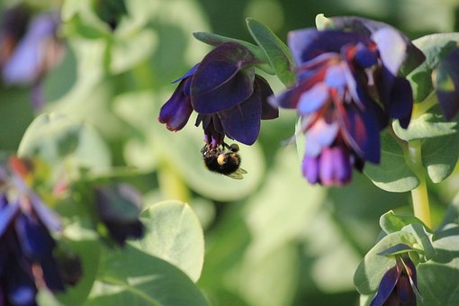 Bi, Have, Lilla, Pollen, Blomster
