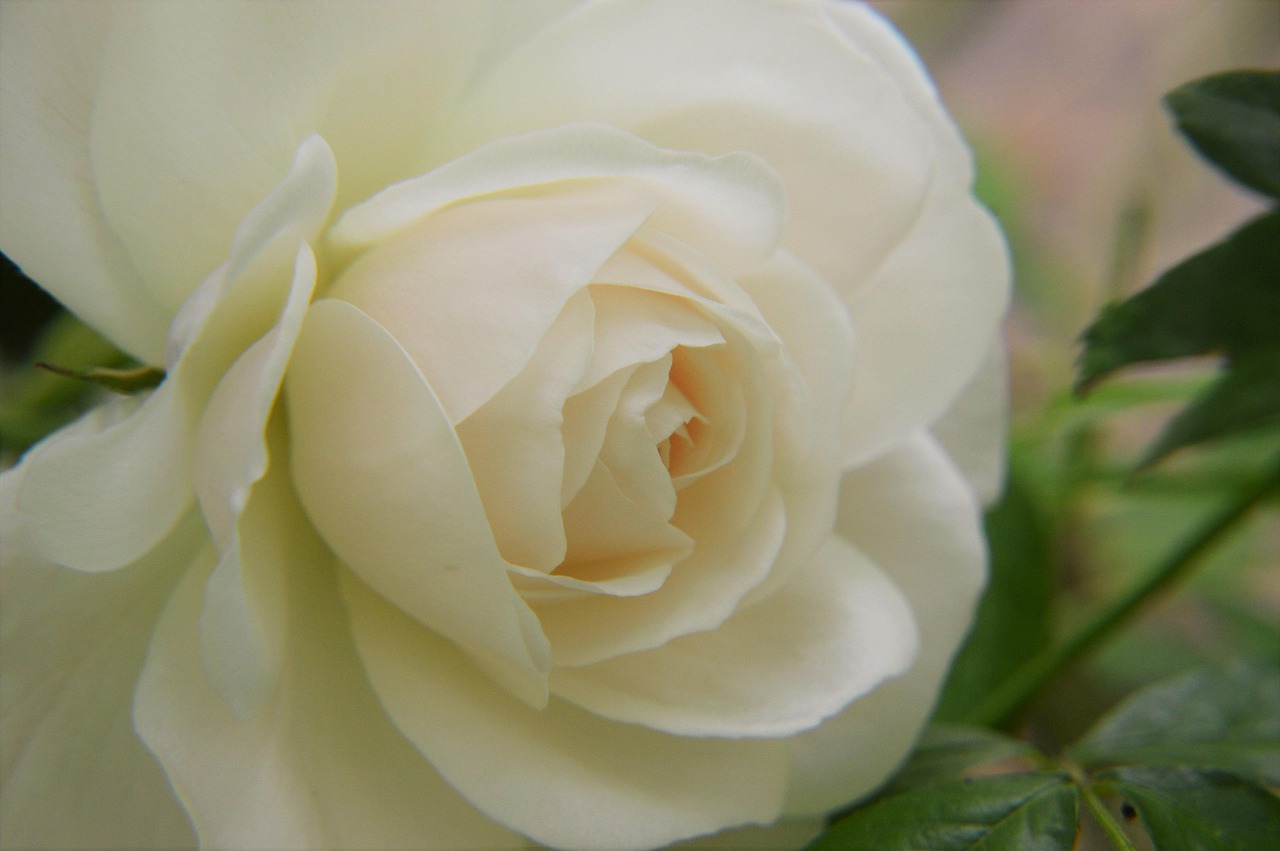 Roses Floribunda Flower Pink - Free photo on Pixabay - Pixabay