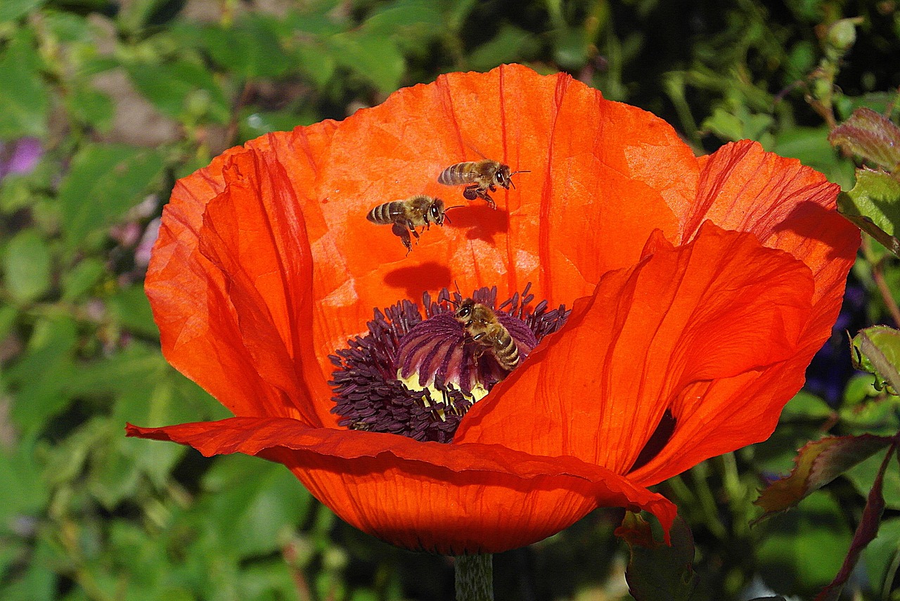 Poppy - free online jigsaw puzzle photo
