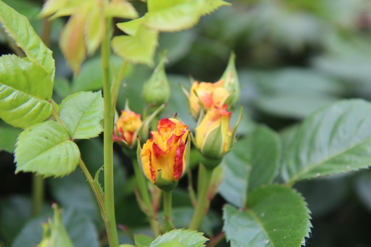 Yellow Rose Rosebush Flowering Free photo on Pixabay Pixabay