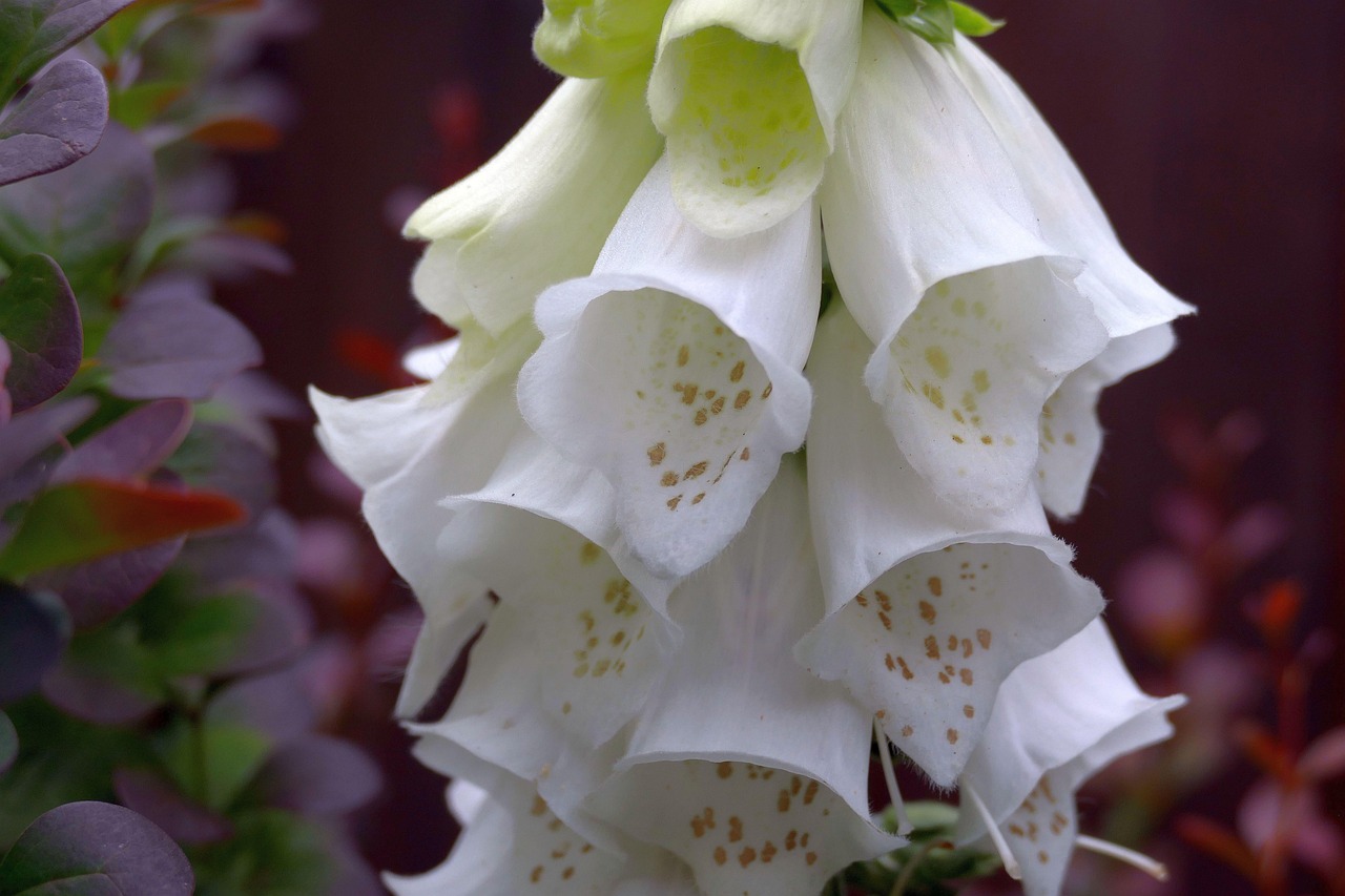 Thimble Garden Flower Free photo on Pixabay Pixabay