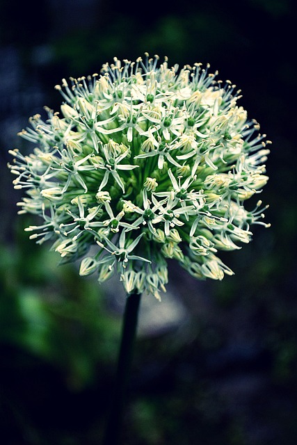 Blume, Blumen Hintergrund, Weiß, Blüte